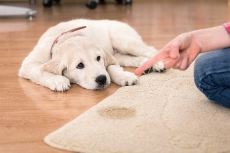 Pet Stain and Odor Removal Cameron Park | Valley Carpet Care
